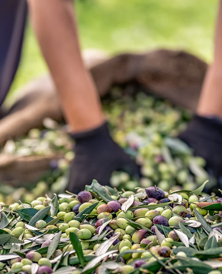 Taze Zeytin Hasadı